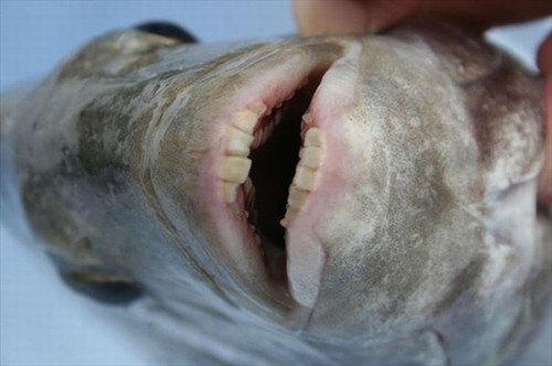 Found Fish with Human Teeth (Update Species Found