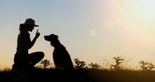 Mastering Generalization in Dog Training: The Key to Reliable Behavior in Any Environment