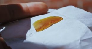 Why Fresh Cannabis Resin Is Outpacing Dried Marijuana in Popularity