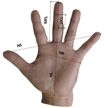 Average hand width