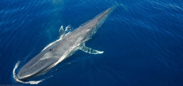 Blue Whale's Length