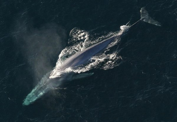 A Large Whale